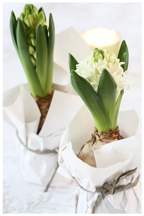 Flores de primavera bulbos