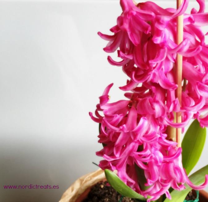 Imagen Nordic Treats