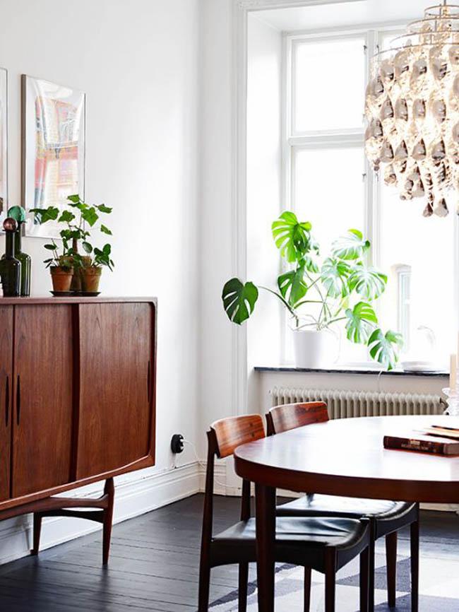 planta-costilla-de-adan-09