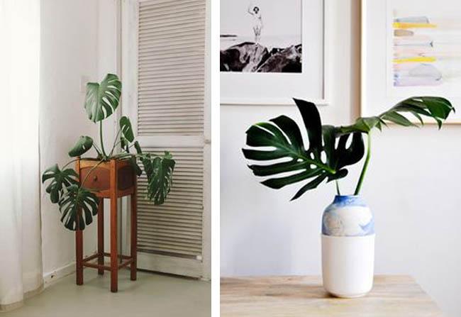 planta-costilla-de-adan-12