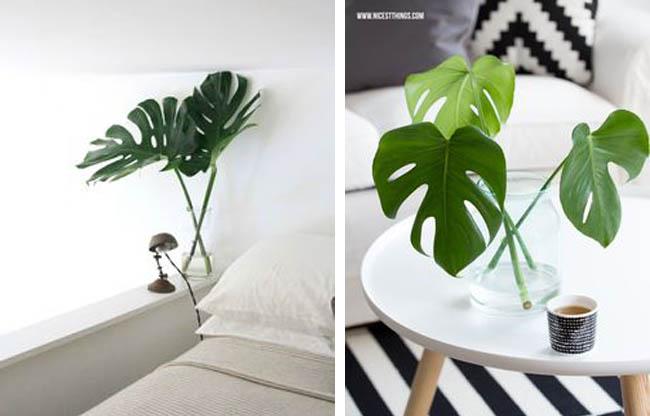 planta-costilla-de-adan-13