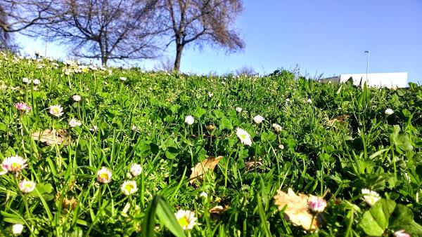 i currently loving flores