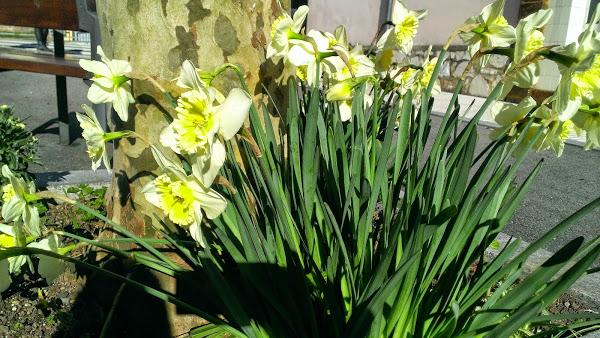 flores i currently lovimg