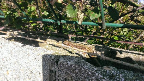 lagartija i currently loving