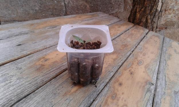 Plántula de tomatera