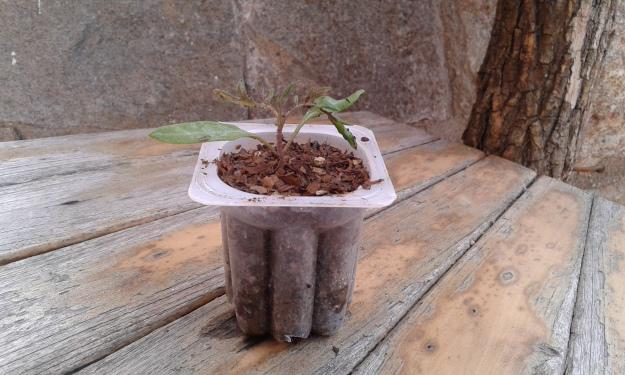 Plántula de tomatera con hojas verdaderas