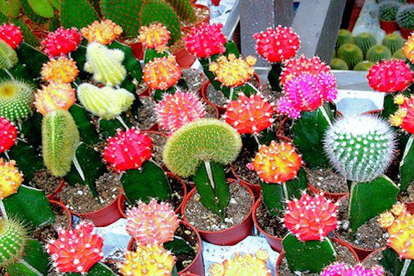 Enfermedades Comunes En Cactus