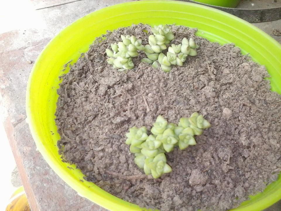 10559709_369491099909439_7405351695444731124_n (1)