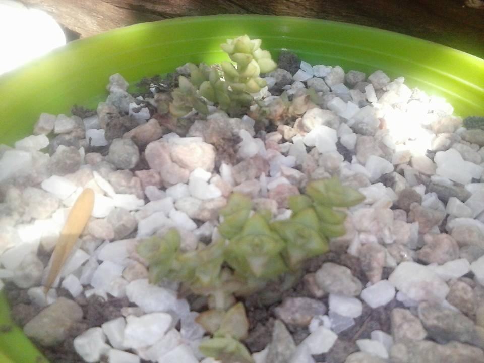 10988441_370102133181669_8350385070147029675_n