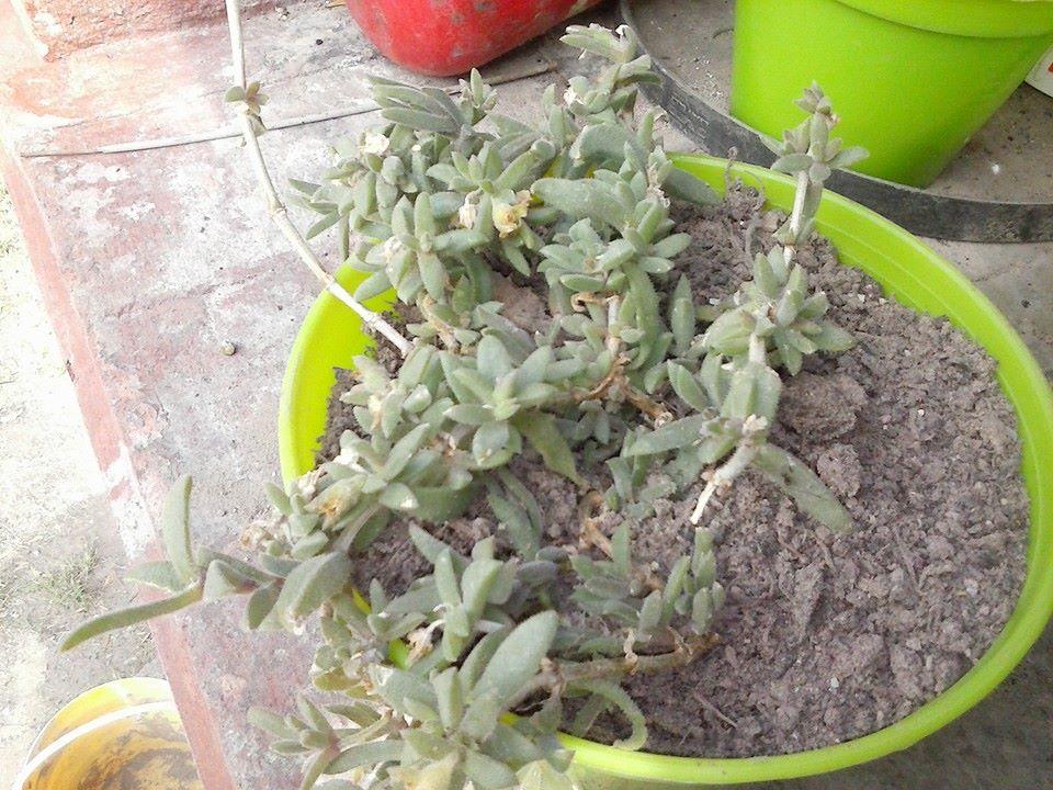 10953900_369491013242781_135344765707324728_n