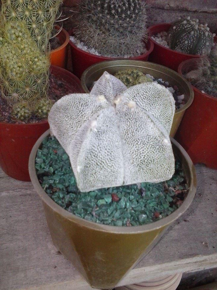 11081074_370124589846090_6775296712798542310_n