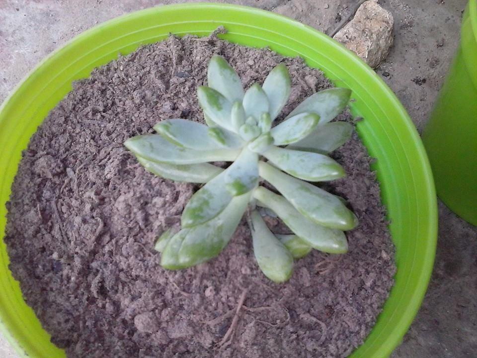 11053832_369490853242797_8426946325926510397_n