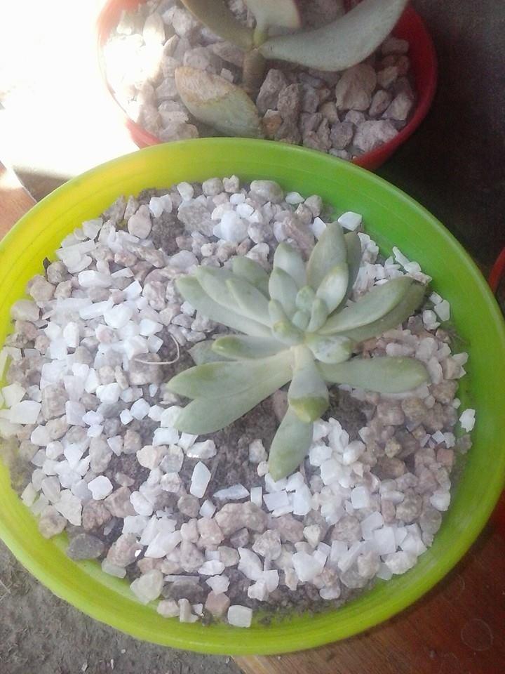 10544334_370102246514991_7912179182382076749_n