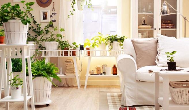 Como-decorar-una-casa-con-plantas