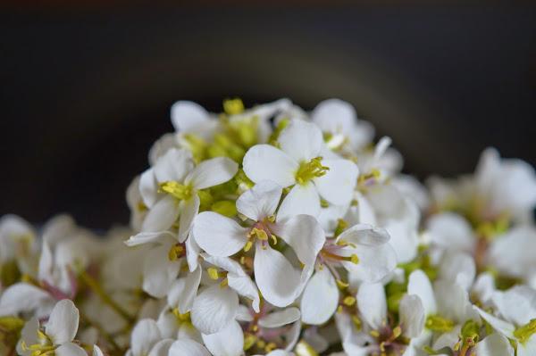 Flores blancas Olaimar 
