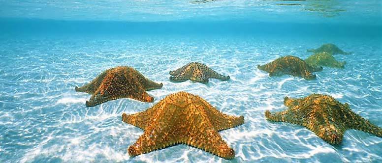 Playa de las Estrellas