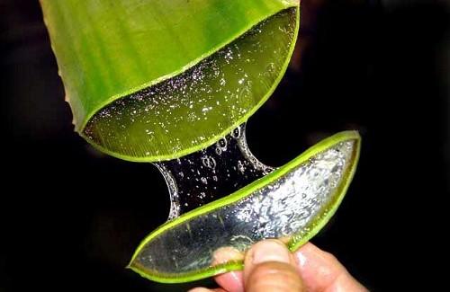 aloe2