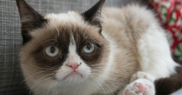 Grumpy Cat