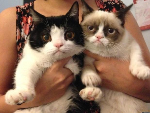 grumpy cat and pokey