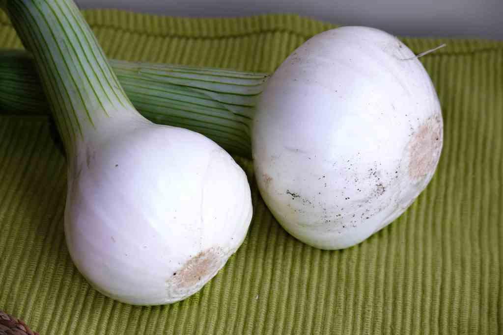 Las mejores cebollas, las más ricas cebollas, las más suaves cebollas, son las que nos regalan cultivadas en el huerto casero. Gracias!
