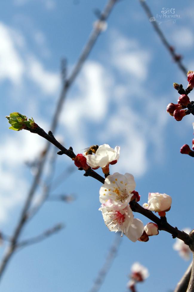 Foto primavera blog mg