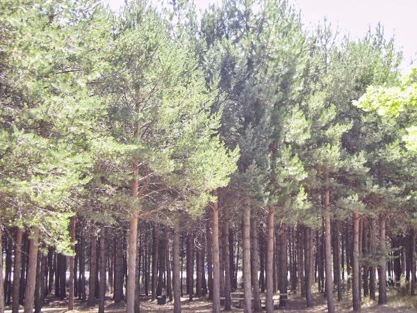 pinar el rabizo ideas para ser feliz