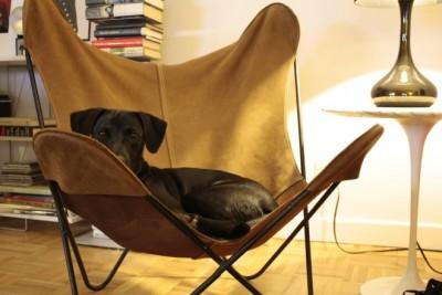 Hardoy-chair-660x440