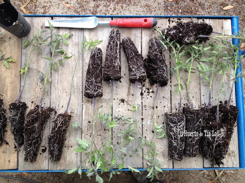 Semana de Pasión tomatera