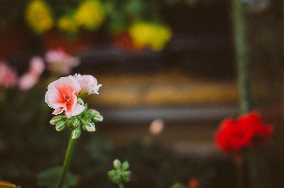 Plantas de temporada - flores de abril | Lilu and Me