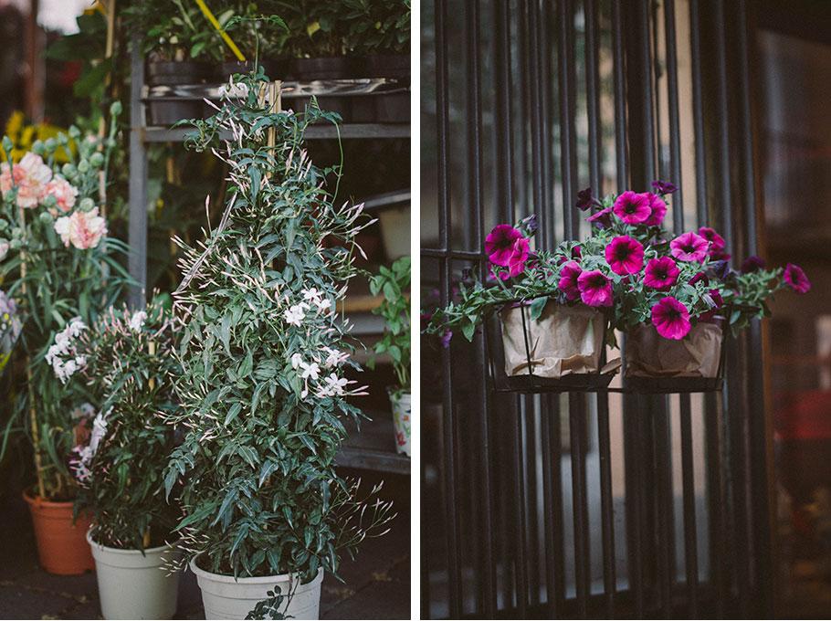 Plantas de temporada - flores de abril | Lilu and Me