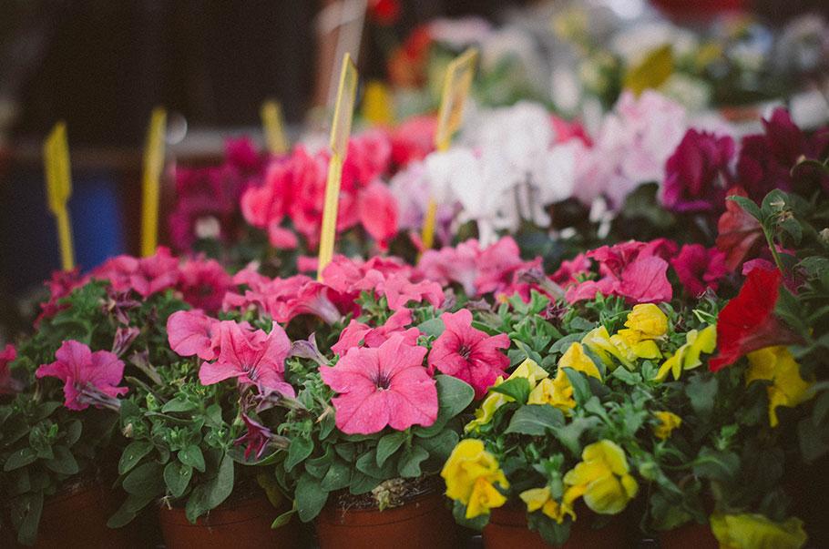 Plantas de temporada - flores de abril | Lilu and Me