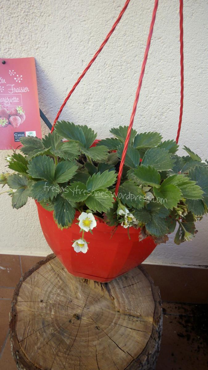 PicsArt_1428395641194