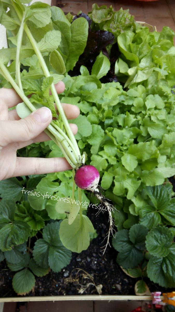 PicsArt_1428395924195 (1)