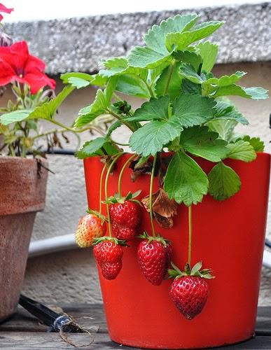primavera fresas salud