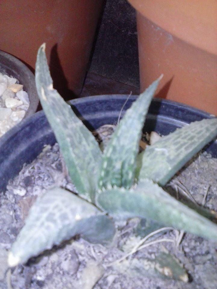 1531534_377777779080771_9178150749645822338_n