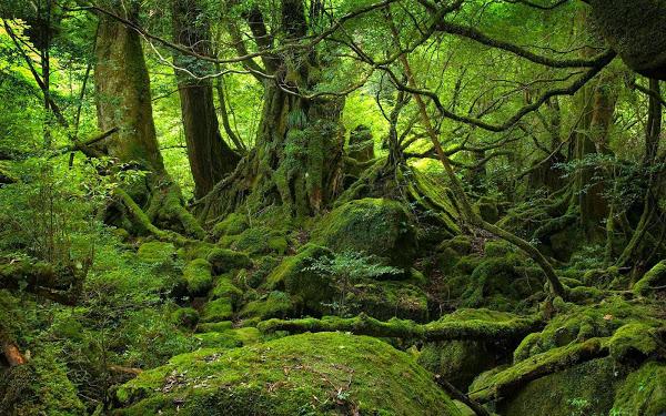 El bosque de Aokigahara en Japón