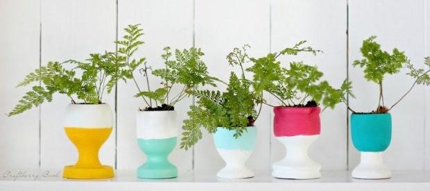 Güeveras de primavera