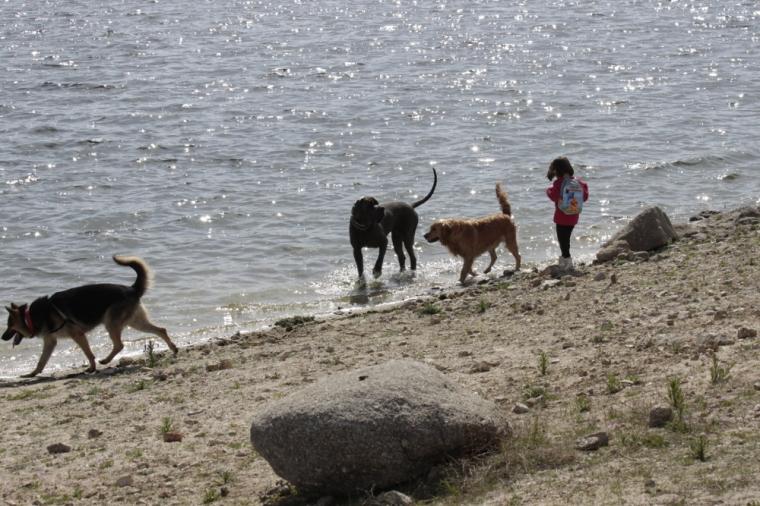 Perros y niños disfrutando del agua - ejercicios de adiestramiento - Salida de socialización canina