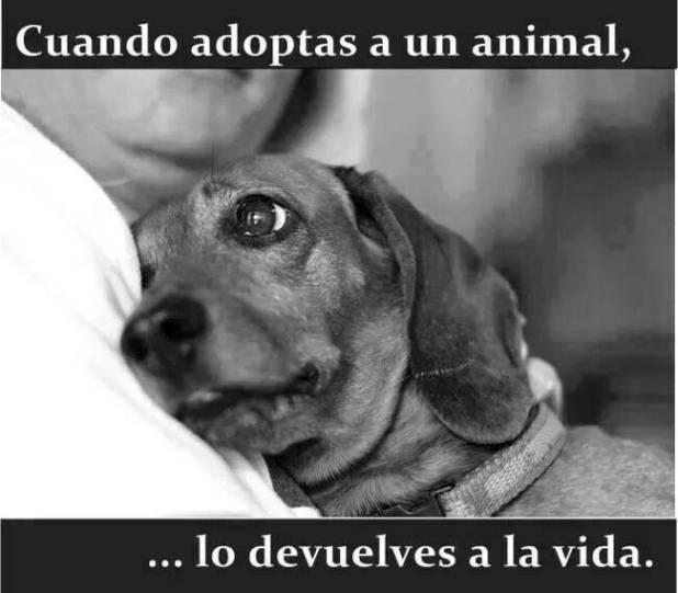 adopta no compres