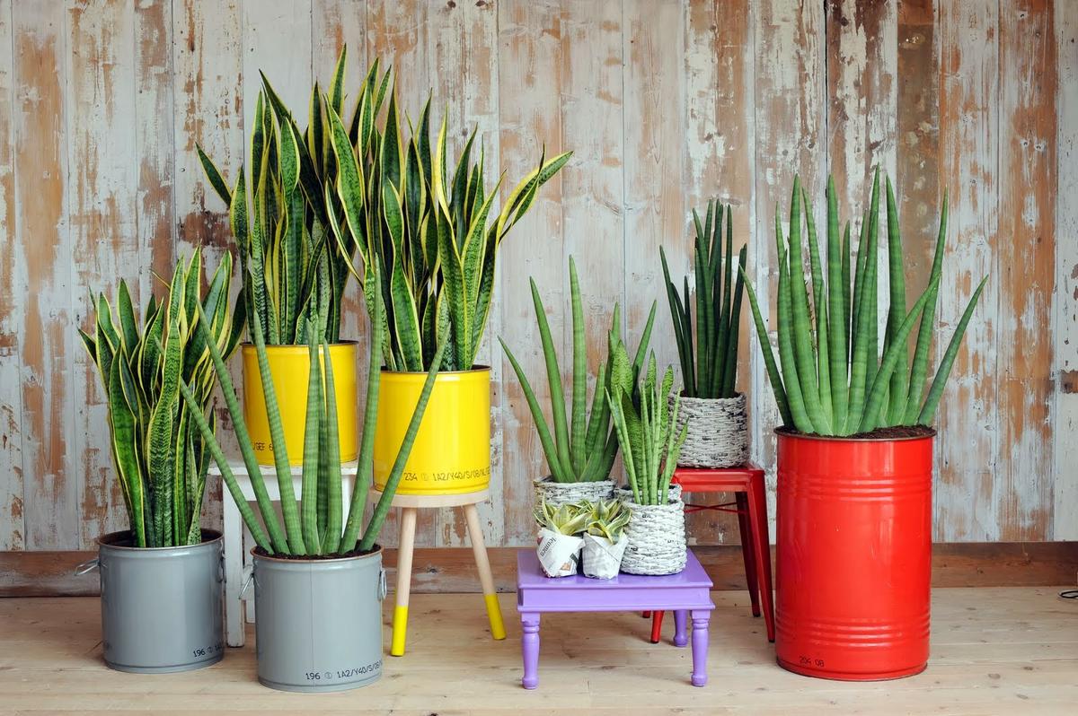 plantas para una decoración primaveral