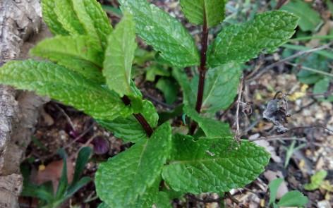 guisantes a la menta para adelgazar comiendo