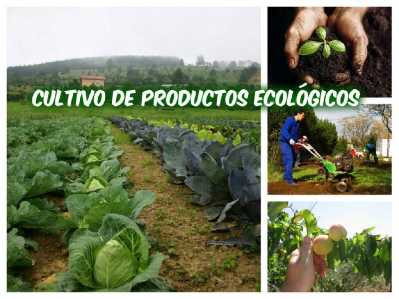 Collage_03_cultivo _ecologico
