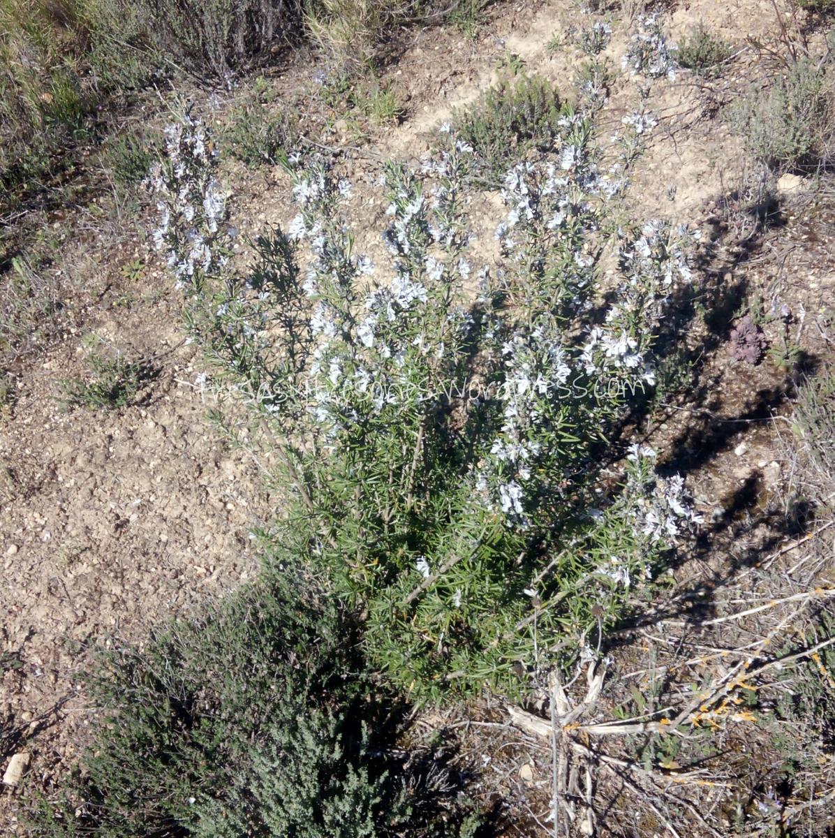 PicsArt_1428938222841