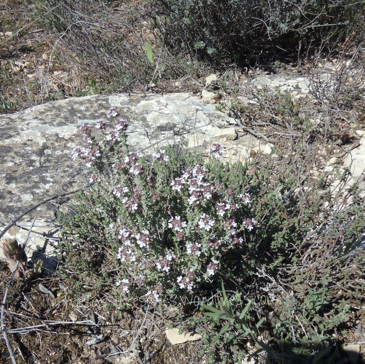 PicsArt_1428938037684