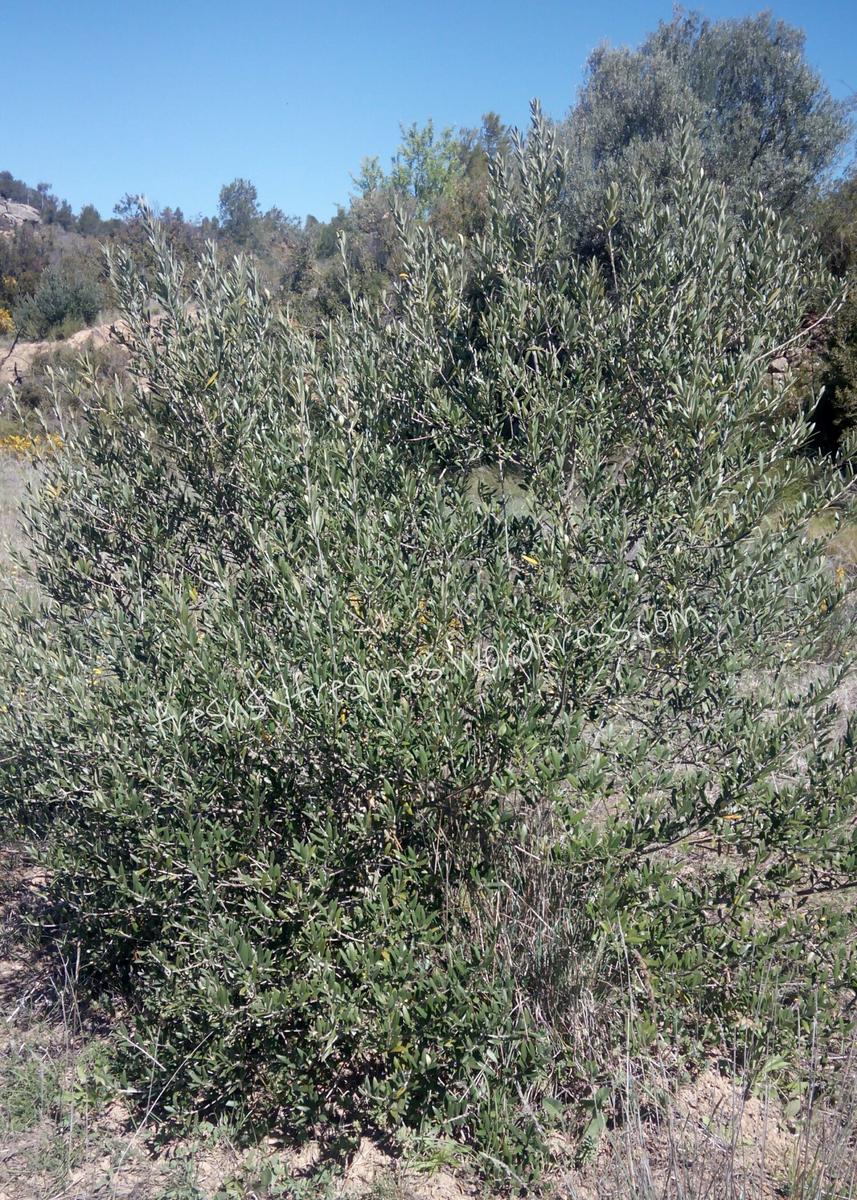 PicsArt_1428938353876