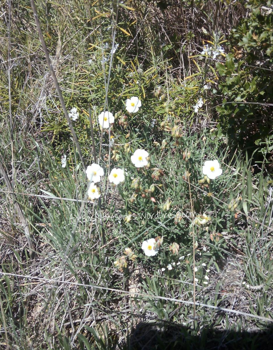 PicsArt_1428938100239