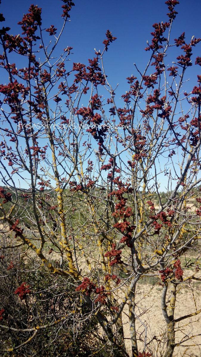 PicsArt_1428938144059