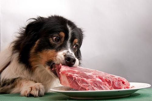 comida de humanos para perros