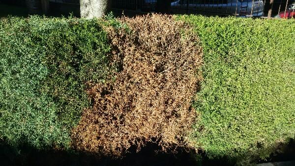 Mantenimiento de Jardines