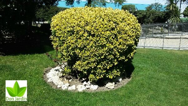 Mantenimiento de jardines